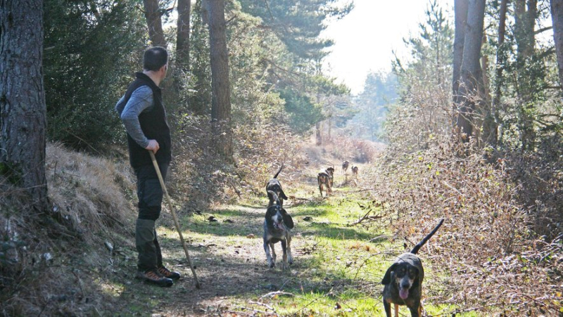 The French hunting dog championship, at Massegros