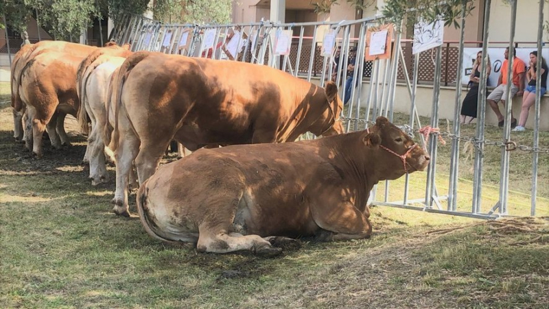 A call for donations to the Nîmes cattle and sheep competition to save Gard breeding as well as the Alès slaughterhouse