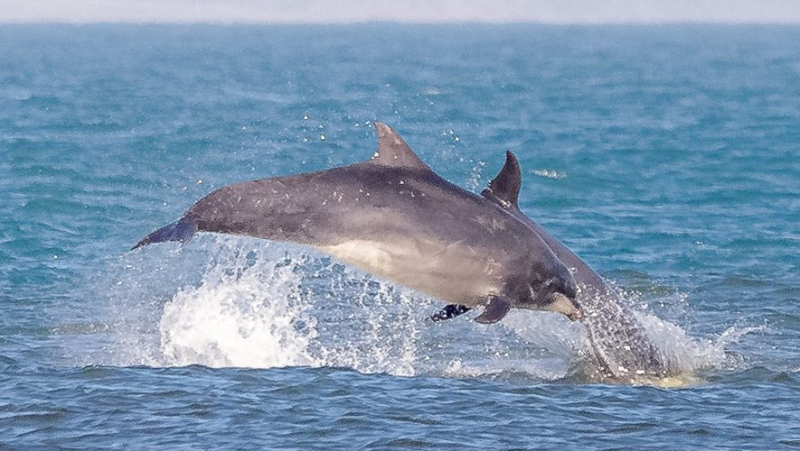 VIDEO. Moment magique près de Perpignan : trois dauphins offrent un spectacle unique aux promeneurs