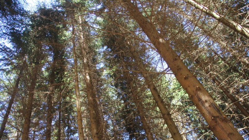 An outing in the forest with the League for the Protection of Birds