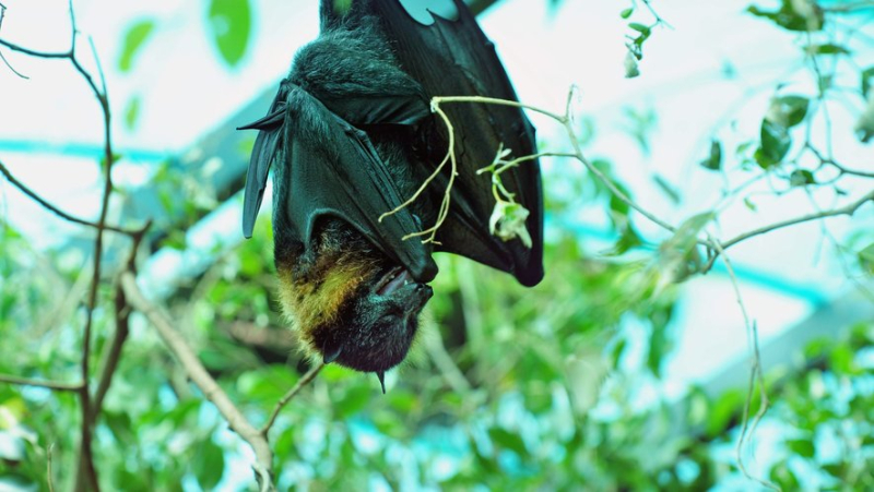 Potentially transmitted by a bat, a man dies of rabies in Guyana: a first in 16 years