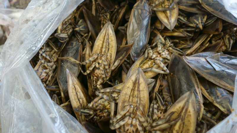 Some can measure up to 12 cm: giant &#39;toe-biting&#39; bugs invade the Mediterranean Sea