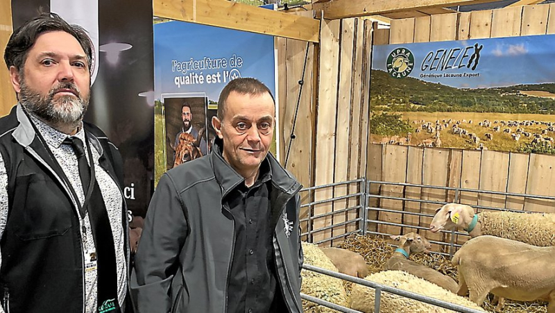 “We need animals capable of adapting”, in Aveyron genetics serving Lacaune sheep