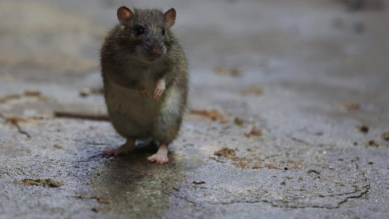 She was partly devoured by rats: an old woman found dead in the garden shed which served as her home