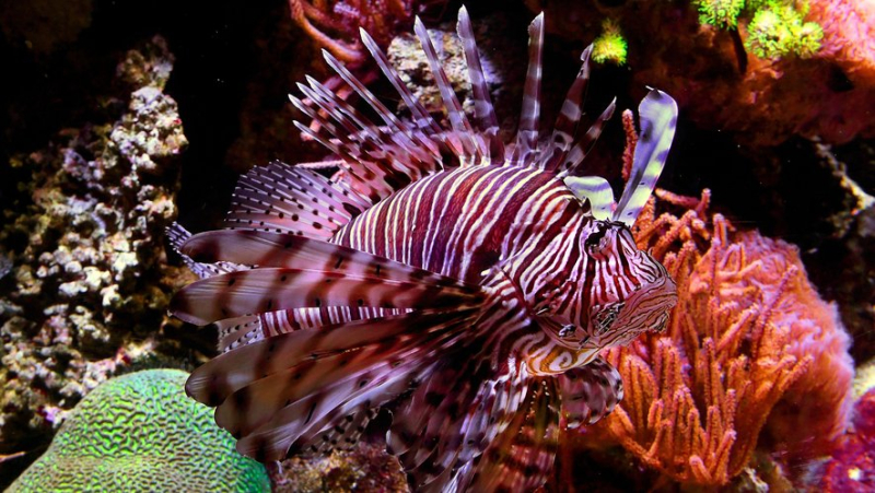 Worse than the jellyfish, the venomous and voracious lionfish will soon invade the Mediterranean Sea