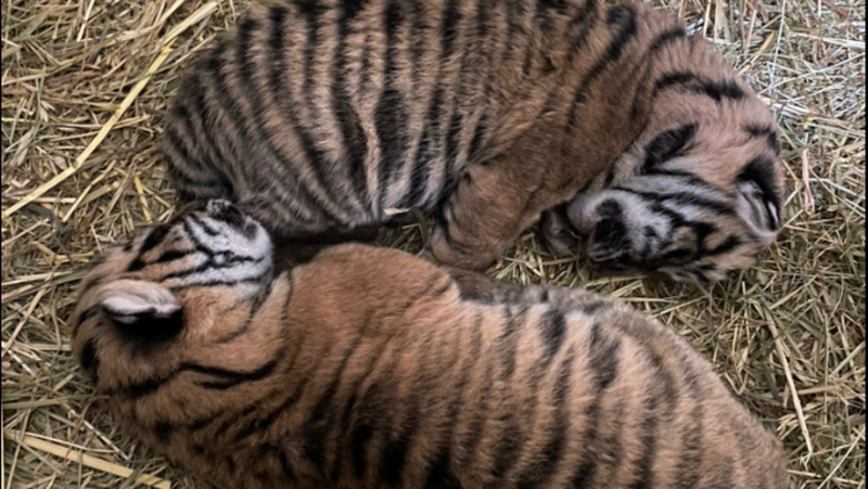 Two Sumatran tiger cubs, a highly endangered species, were born at the Amiens zoo