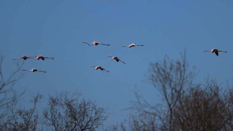 Global warming, human activities... why migratory birds are deserting the Albanian sky ?