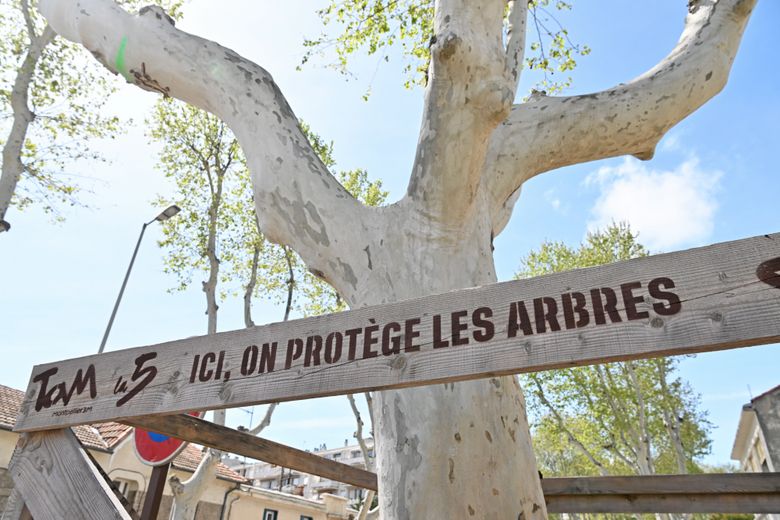 “It’s smoke”: why the century-old trees are gradually disappearing from Avenue Lepic in Montpellier ?