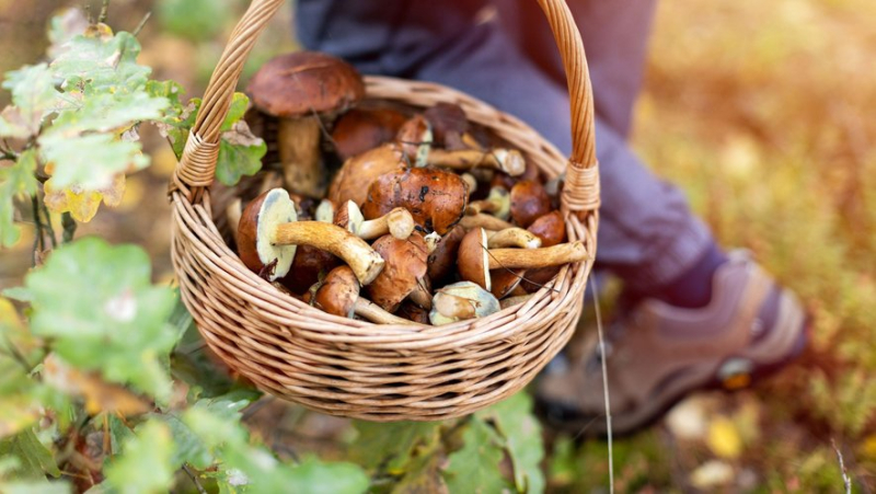 As with animals, there is now a list of endangered mushroom species