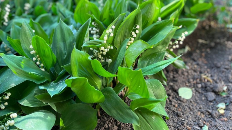 May 1st lily of the valley: why this plant is potentially toxic ?