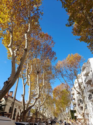 “It’s smoke”: why the century-old trees are gradually disappearing from Avenue Lepic in Montpellier ?
