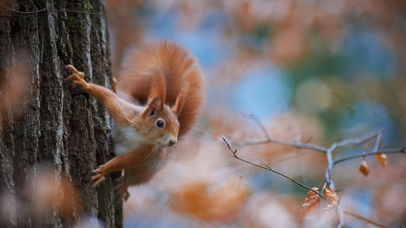 Why squirrels live shorter lives when faced with adversity ?