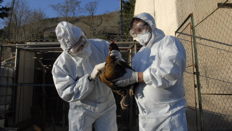 H5N1, new coronavirus, disease X… “there will be a new pandemic and it will be respiratory”, warns Covars