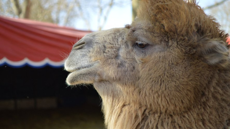 A camel breaks the fence and escapes from a circus: he is intercepted walking in town by municipal police