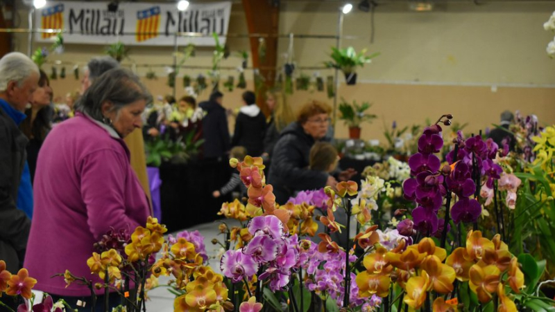 Le troisième salon des orchidées battra son plein les 6 et 7 avril à la salle des fêtes de Millau