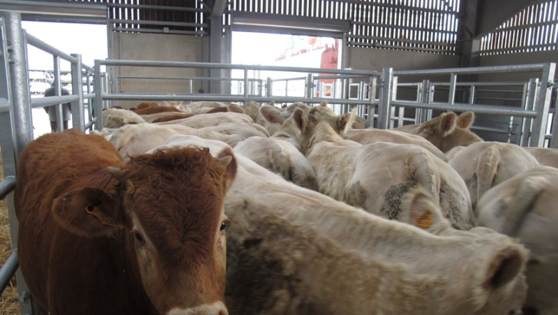 From Sète, livestock exports have been at a standstill for six months