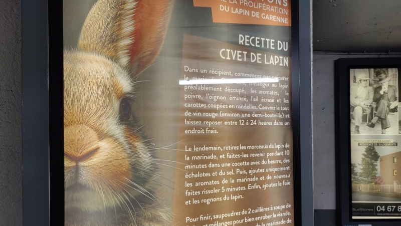 The funny poster campaign of the mayor of Baillargues against the proliferation of wild rabbits in Pays de l&#39;Or
