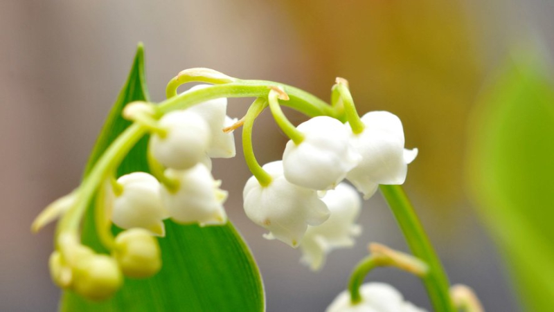 Sale of lily of the valley on the street during May 1st: what are the regulations for individuals ?