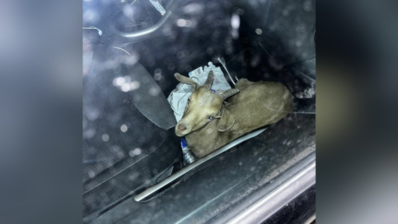 “Not common but it happens”: a goat was traveling in the passenger seat, the funny discovery of the police during a check