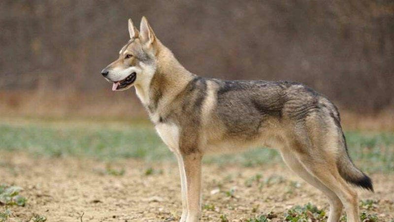 Suspectés d’attaques de brebis, les chiens errants sont dans le viseur de la préfecture de l'Aveyron