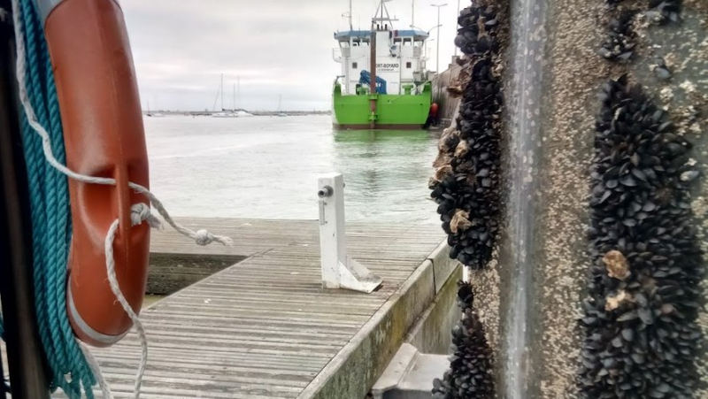 Montpellier researchers show that ports play a role in the spread of benign mussel cancer