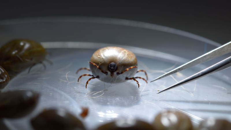 Driven by global warming, the “giant tick” is colonizing Occitania: INRAE ​​and CIRAD are monitoring the situation