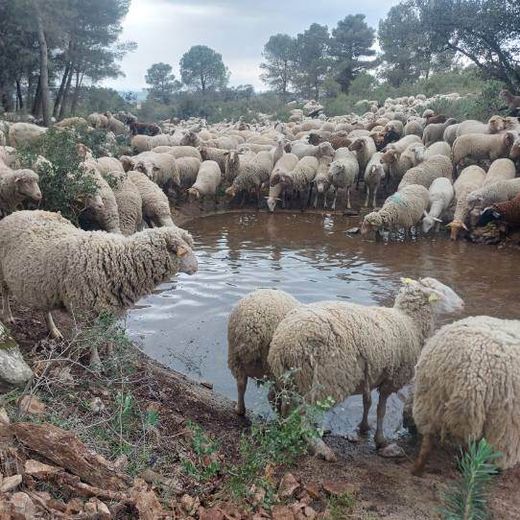 Le dernier berger de Mèze perpétue avec passion la tradition du pastoralisme et de la transhumance