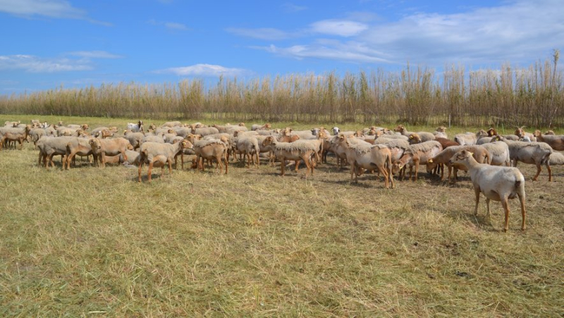 Sheep serving a vineyard: after four months on the Lido, 650 animals left Sète and the Château de Villeroy