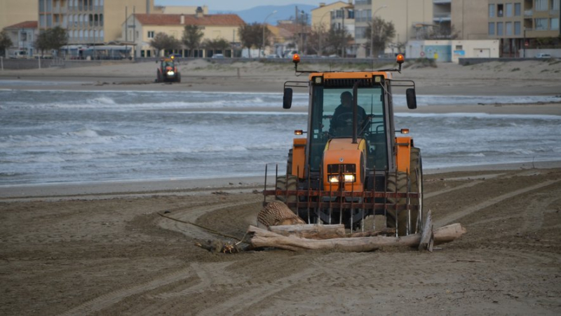 Cap d&#39;Agde: invasion of velleles, washed-up tree trunks... on the resort&#39;s beaches, we clean up the traces of winter