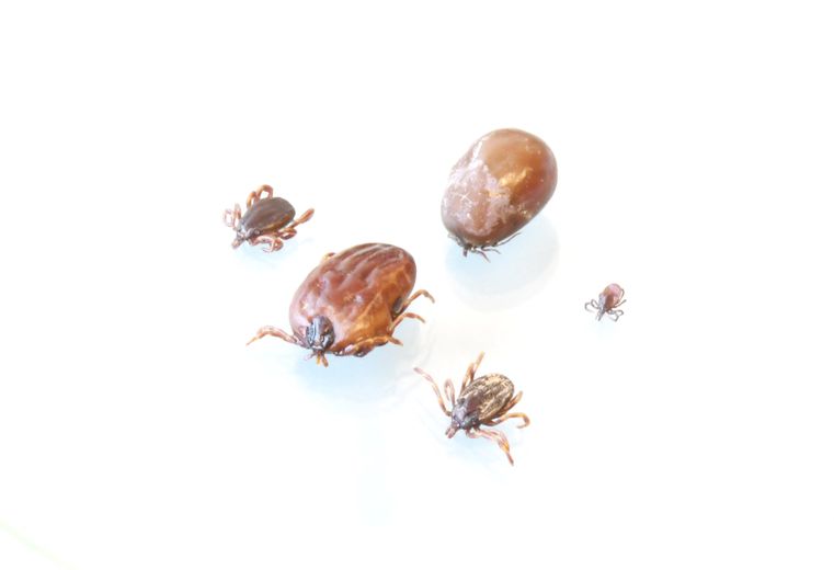Driven by global warming, the “giant tick” is colonizing Occitania: INRAE ​​and CIRAD are monitoring the situation