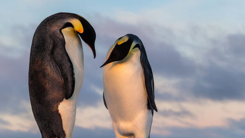 Why emperor penguin chicks are the first victims of melting sea ice in Antarctica ?