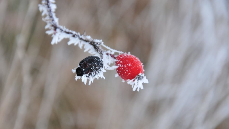 Spring frost: Monday and Tuesday will be “the two coldest nights” in April, farmers on alert
