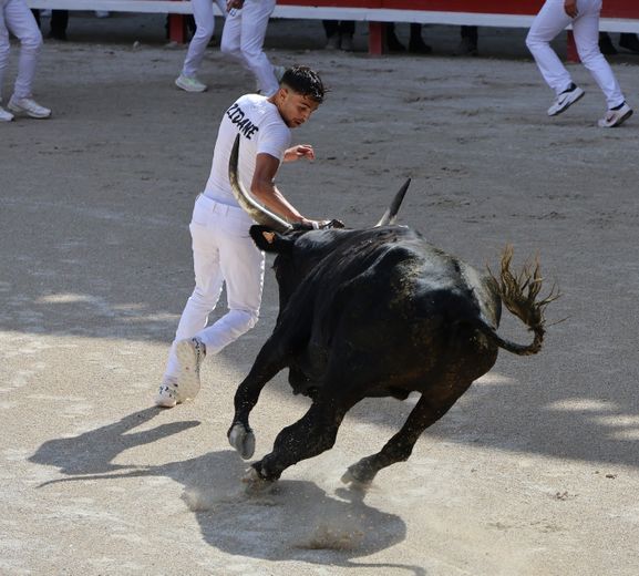 Lunel : Tarquin (Saumade) et Ziko Katif remportent le Trophée Patrick-Castro