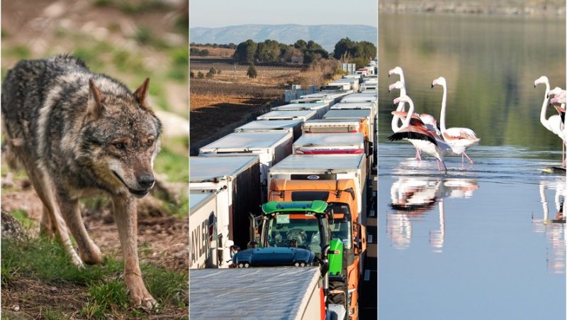 Les loups comptabilisés, blocus de la frontière annoncé, flamants roses en danger... l’essentiel de l’actualité en région