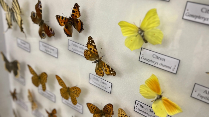 A new space dedicated to the magical world of butterflies opens in Micropolis