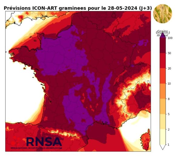 Sneezing, itching, runny nose… the risk of pollen allergy considered “high” in South Aveyron