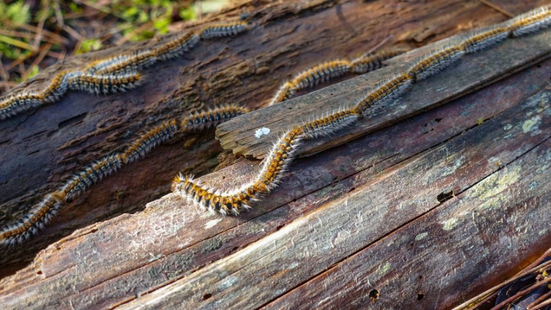 Processionary caterpillars are back: how to react if you see them and what to do if you have been in contact ?