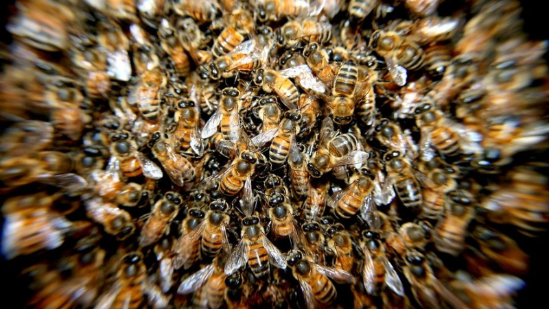 Bees scatter on the A7, the motorway cut off after the accident of a vehicle transporting hives