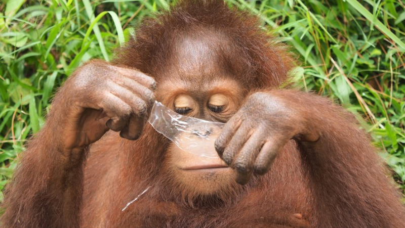 An orangutan heals itself: this is the first time that this behavior has been observed in a great ape in the wild