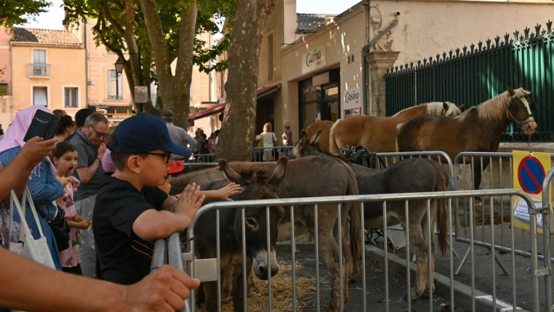 In Lunel, a Pentecost Monday around the enclosures of the ancestral cattle fair
