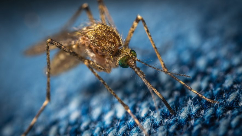 Fresh basil, coconut, eucalyptus... three natural solutions to avoid mosquito bites