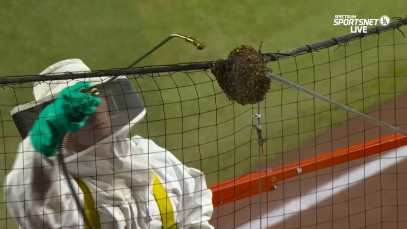 VIDEO. Baseball: a beekeeper dislodges a swarm of bees and becomes the hero of a match in the United States