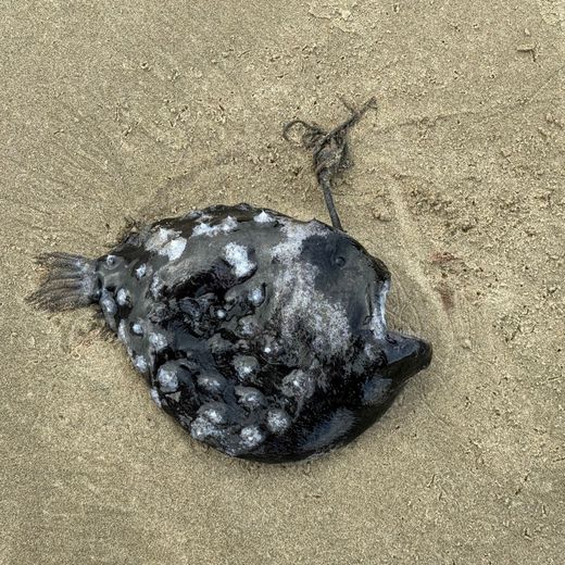 A sea creature rarely seen by humans: bathers find an angler fish washed up for the first time on a beach