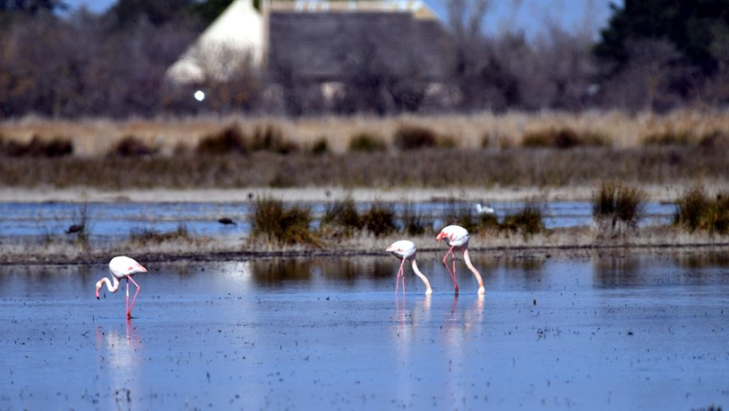 More than a third of Mediterranean wetlands could disappear underwater by 2100, with the Camargue particularly threatened