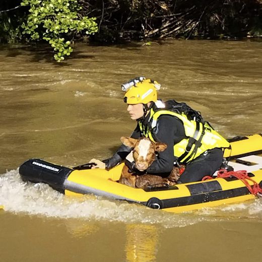 A barely born calf falls into a 30-meter ravine: firefighters use great resources to rescue it