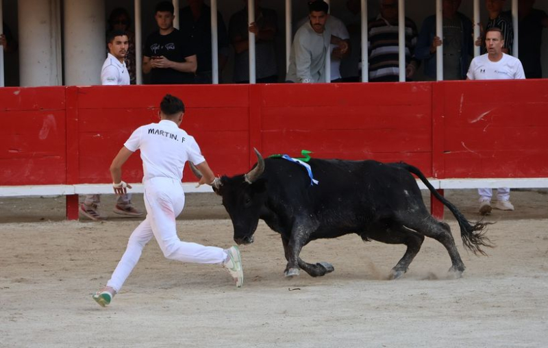 Lunel : Tarquin (Saumade) et Ziko Katif remportent le Trophée Patrick-Castro