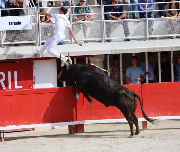 Lunel : Tarquin (Saumade) et Ziko Katif remportent le Trophée Patrick-Castro