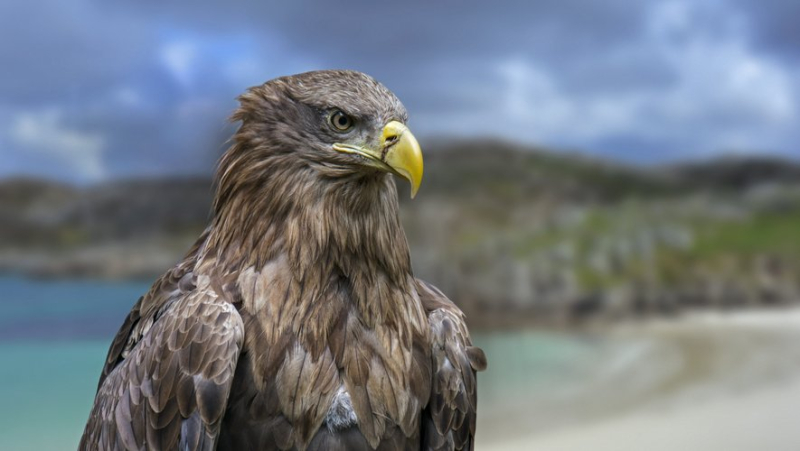 Two poachers face three years in prison and a 150,000 euro fine for killing a critically endangered raptor.