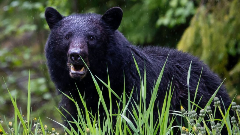 He was watching TV: a black bear breaks into a cabin and attacks a disabled teenager
