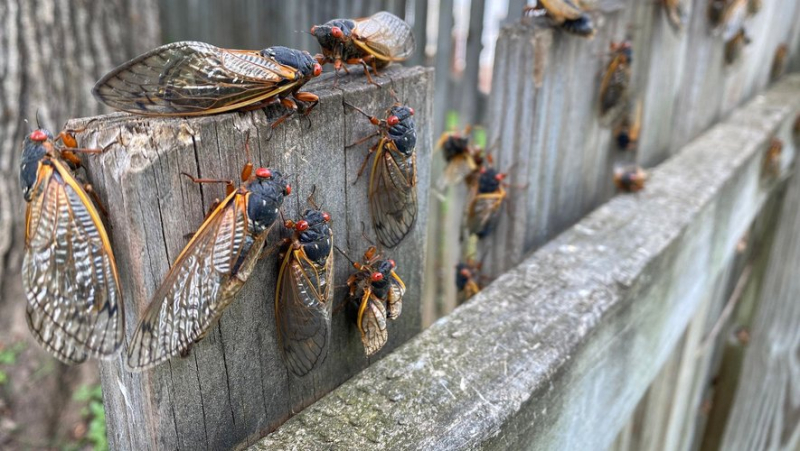 Why in the coming weeks billions of cicadas will invade the United States ?